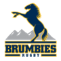 Brumbies